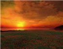 WildFlower Sunset