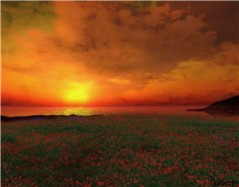 WildFlower Sunset