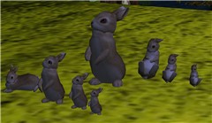 Join Burt and the rabbits! - Koinup Burt