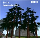 Japan cedar tree