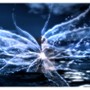 fae wings 2