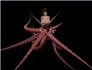 octpus_001