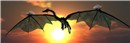 I AM DRAGON (25)