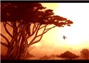 Under the Acacia Tree