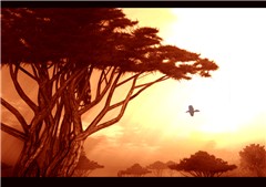 Under the Acacia Tree
