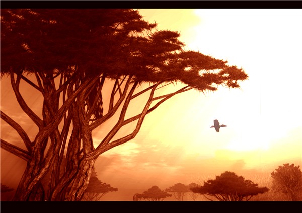 Under the Acacia Tree