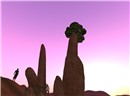 Baobab's Dream