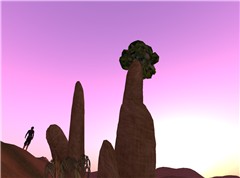 Baobab's Dream