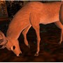 Deer in Tempura - Koinup Burt
