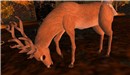 Deer in Tempura - Koinup Burt