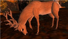 Deer in Tempura - Koinup Burt
