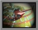 sea to shore rescue copter copy