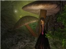 forest 2- Monroe Snook