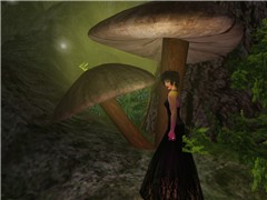 forest 2- Monroe Snook