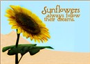 Sunflower.