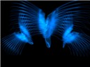 Phoenix Birds of Flight