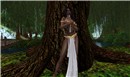 In the Forest 1