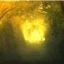 Through the Hollow Way