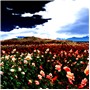 薔薇園