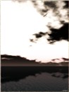Gull