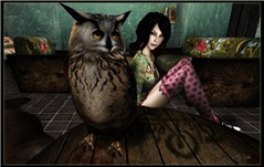 The Owl