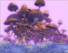 The Old Forest