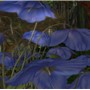 Blue Flower