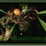 ORGANISM