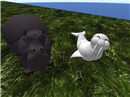 hippo_006