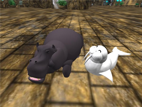 hippo_004