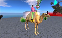 yee haw camel ride - Torley Olmstead