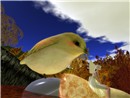 Snapopudrtshot_028