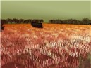 AM RADIO FIELDS
