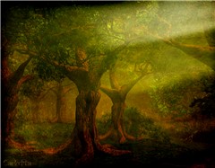 Sunkissed Forest