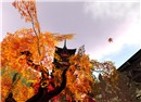 Autumn of Gion - Sammy Biddle
