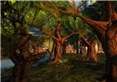 Trees at lost world - Ahmad Hosho