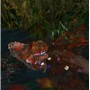 Ophelia