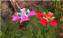 flowers by Siss Truss - Torley Olmstead