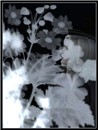 ghost flowers