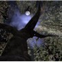 The Full Moon and Apple Blossoms