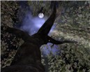 The Full Moon and Apple Blossoms