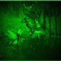 Night vision