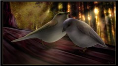 Love Birds