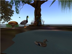 ducky... - hynesyte Harbour
