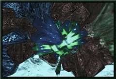 In Bloom