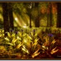 Last Flowers