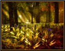 Last Flowers