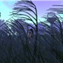 Ducky in the field - Ravenelle Zugzwang