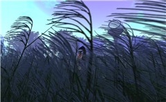 Ducky in the field - Ravenelle Zugzwang