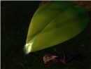 Dew drop